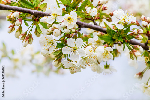 Branch of cherry with white flowers on the background of the sky. Cherry blossoms