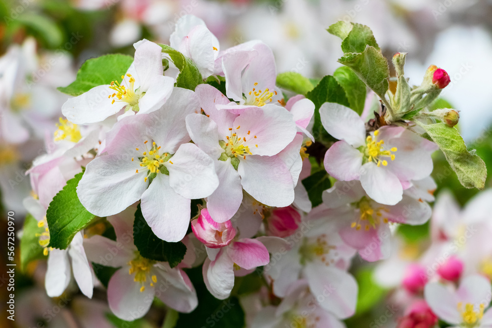 Blossoming apple tree. A branch of an apple tree with delicate pink flowers
