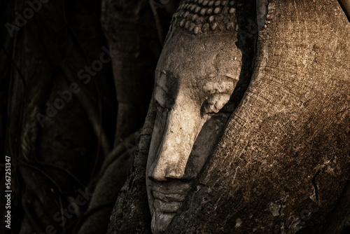 close up of a old bhuddha in the tree roots photo