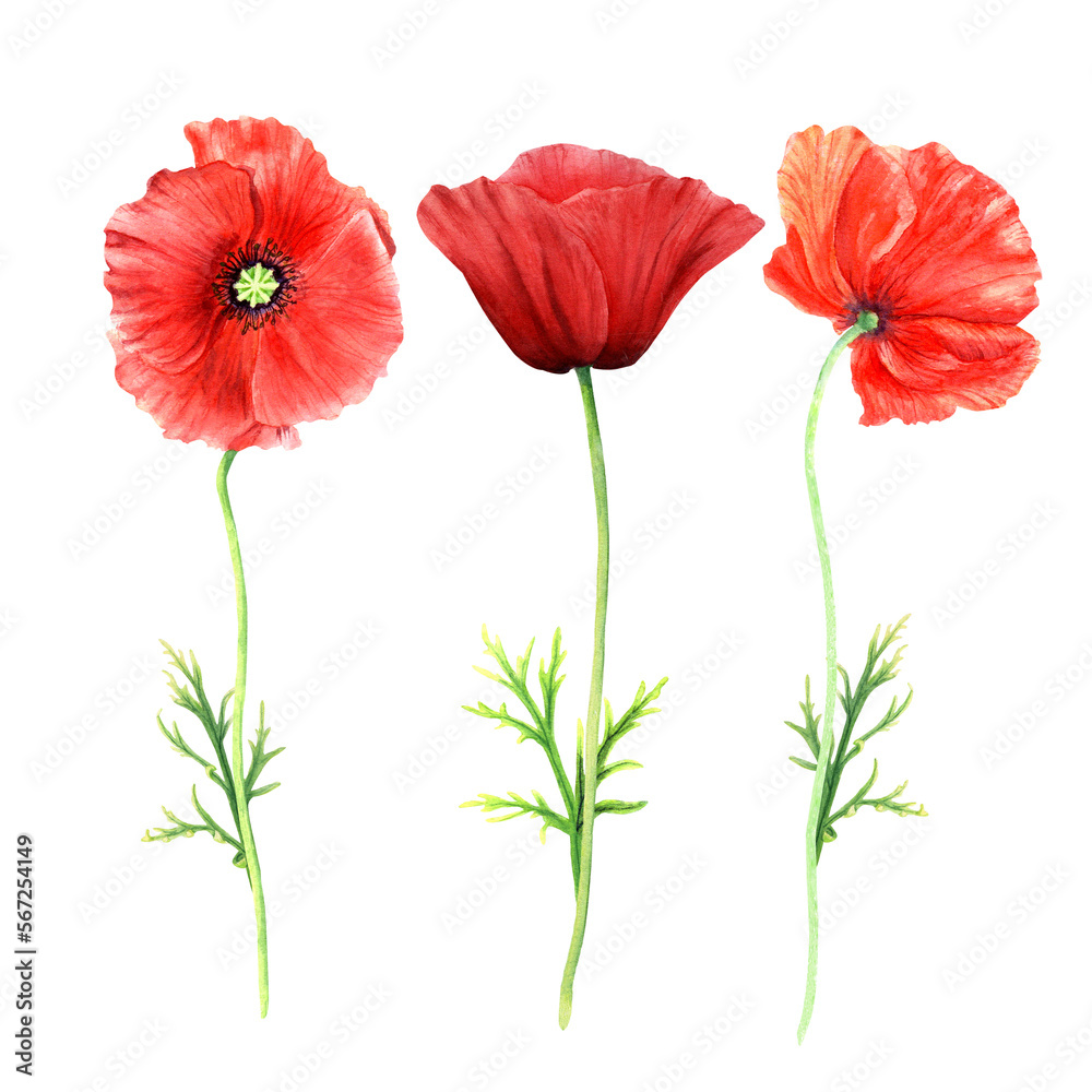 Obraz premium Poppy flowers set watercolor illustration isolated on white background