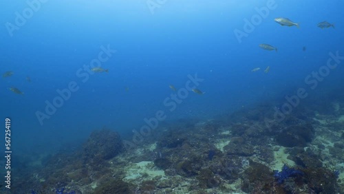 Wallpaper Mural 방어의 사냥 - yellow tail hunt Torontodigital.ca