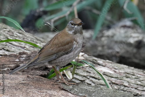 pale thrush in a forest