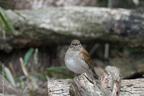 pale thrush in a forest