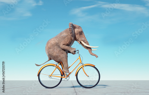 Elephant riding on bike. Impossible and happiness concept.