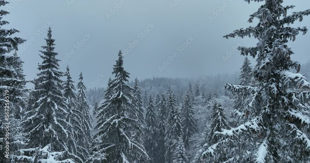 Aerial top view drone shot of the pine and spruce trees forest covered with snow in the Tatra Mountains in Slovakia. Beauty in nature and ecology concept image. Aerial top view drone shot of the pine and spruce trees forest covered with snow in the Tatra Mountains in Slovakia. Beauty in nature and ecology concept image.