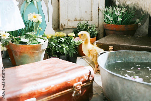duckling bathing in basin on veranda of a country house, summer vibes concept
