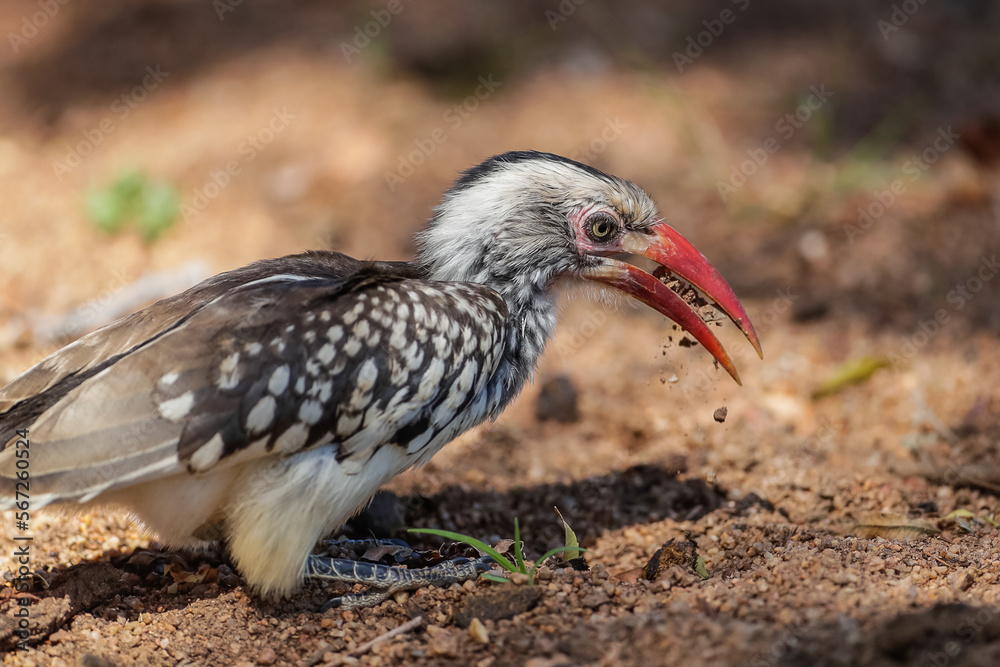 red billed hornbill throwing up sand red billed hornbill throwing up sand