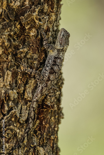 Sungazer lizard in a tree photo