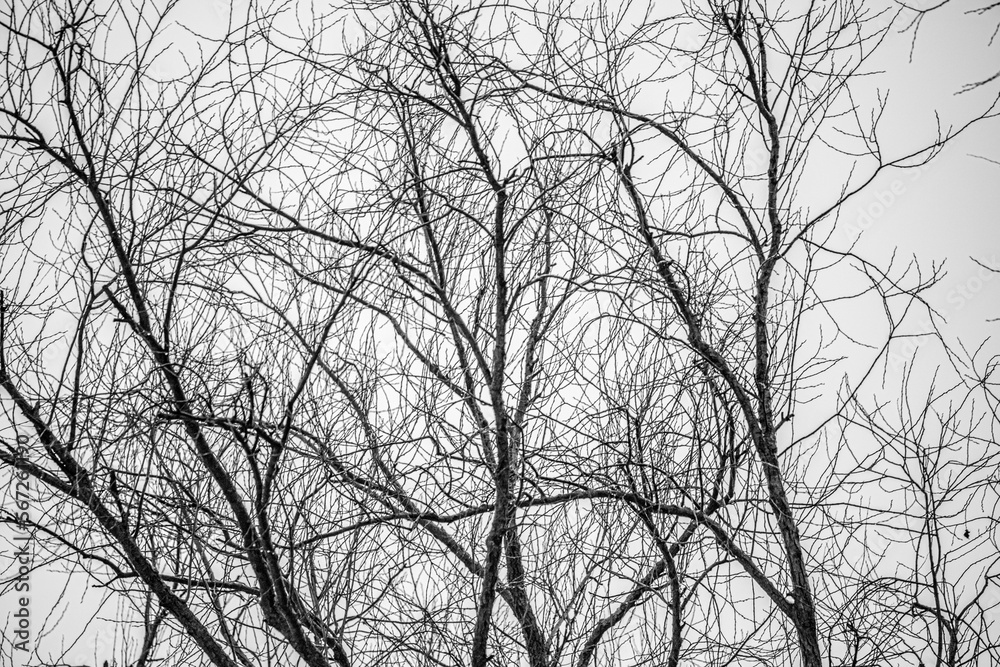 Bare tree branches against the sky, winter.