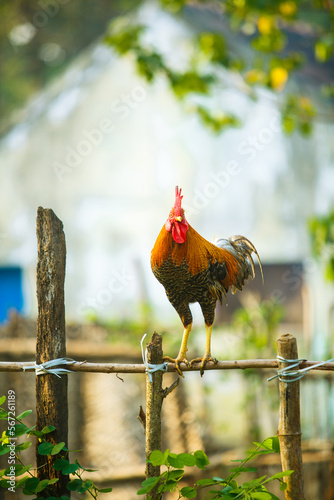 village free-range red colour country chicken photo