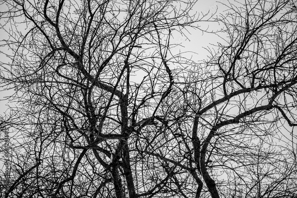 Bare tree branches against the sky, winter. Bare tree branches against the sky, winter.