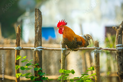village free-range red colour country chicken photo