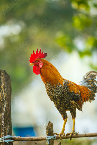 village free-range red colour country chicken photo