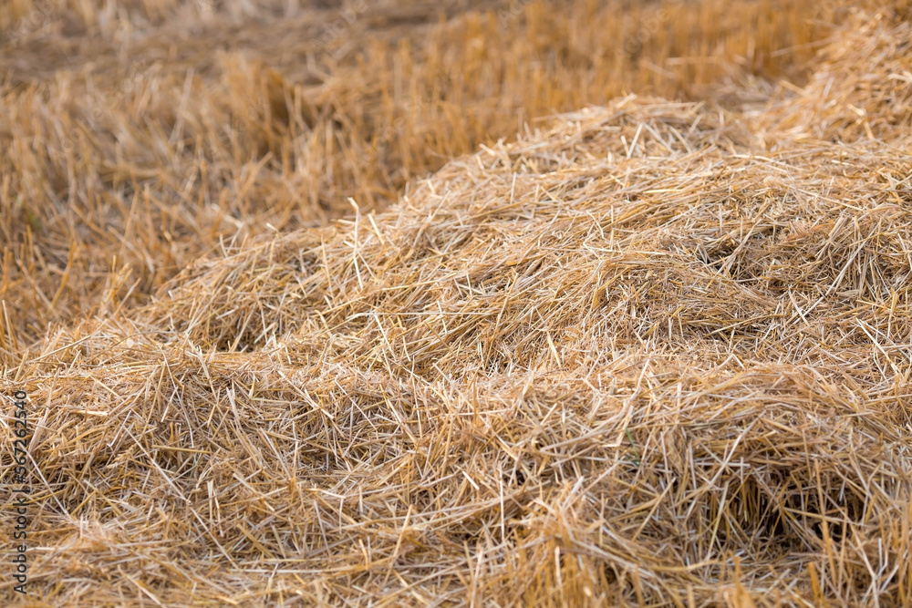 Agricultural work. Hay rolls on the field. Haystacks. Harvesting. The end of summer. Agricultural work. Hay rolls on the field. Haystacks. Harvesting. The end of summer.