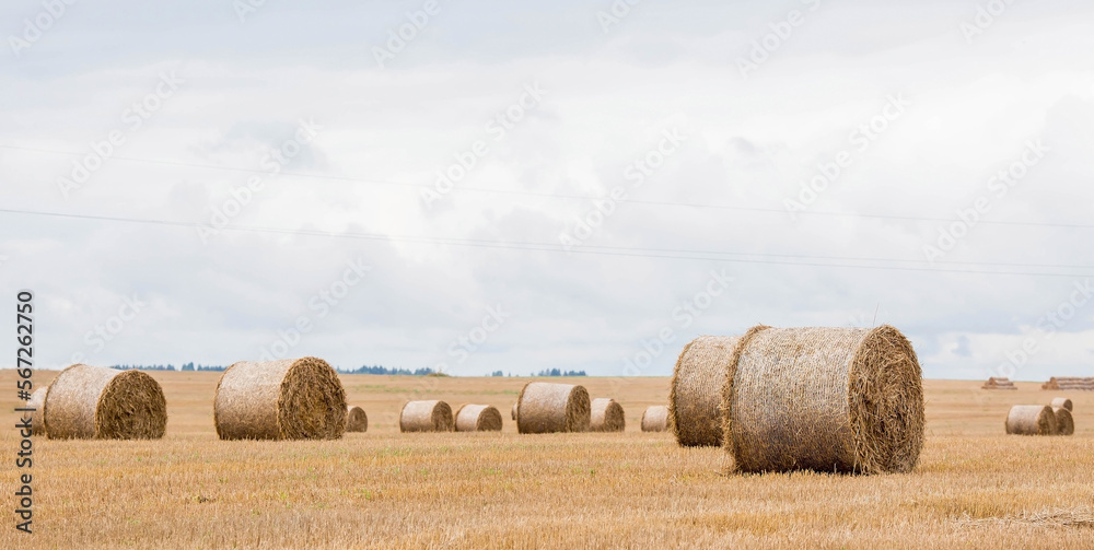 Agricultural work. Hay rolls on the field. Haystacks. Harvesting. The end of summer.