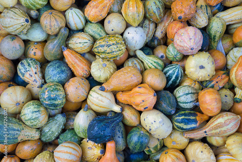 Picking colorful pumpkins at a pumpkin patch