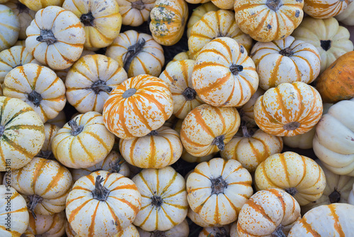 Picking colorful pumpkins at a pumpkin patch