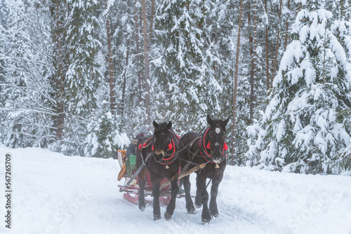 Konie ciągnące sanie zimowa sceneria © Piotr Szpakowski
