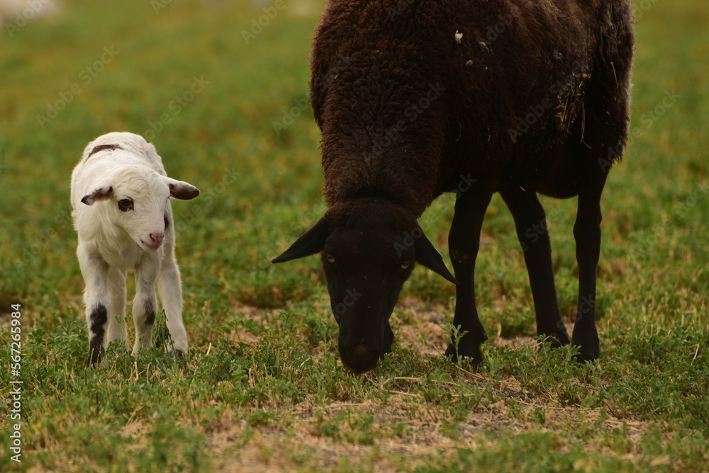 Fototapeta premium Black and White Sheep