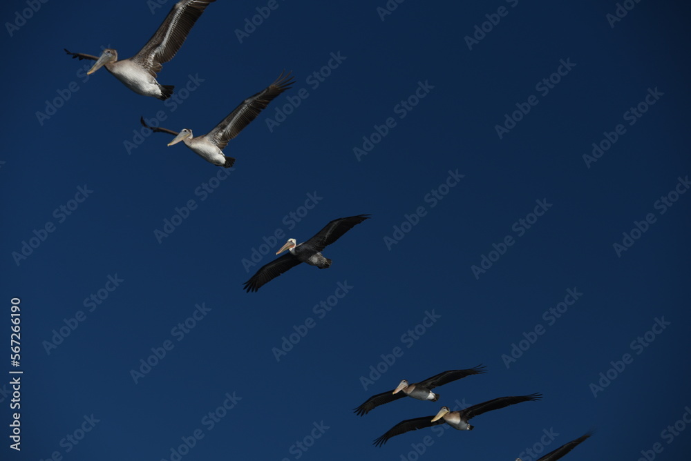 Obraz premium Pelicans in a Row