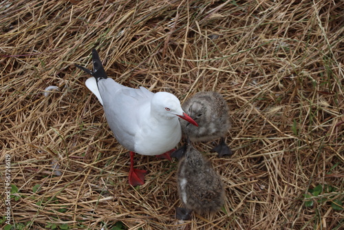 Silver Gull (Chroicocephalus novaehollandiae) and chicks, Phillip Island, Victoria, Australia. photo