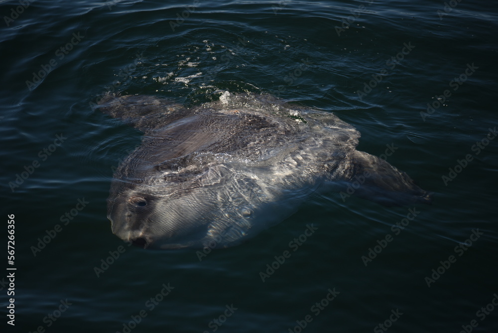 Naklejka premium Mola Mola