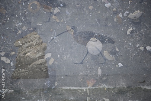 Photography Multiple Exposure-Curlew