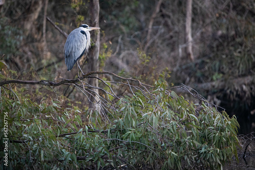 great blue heron