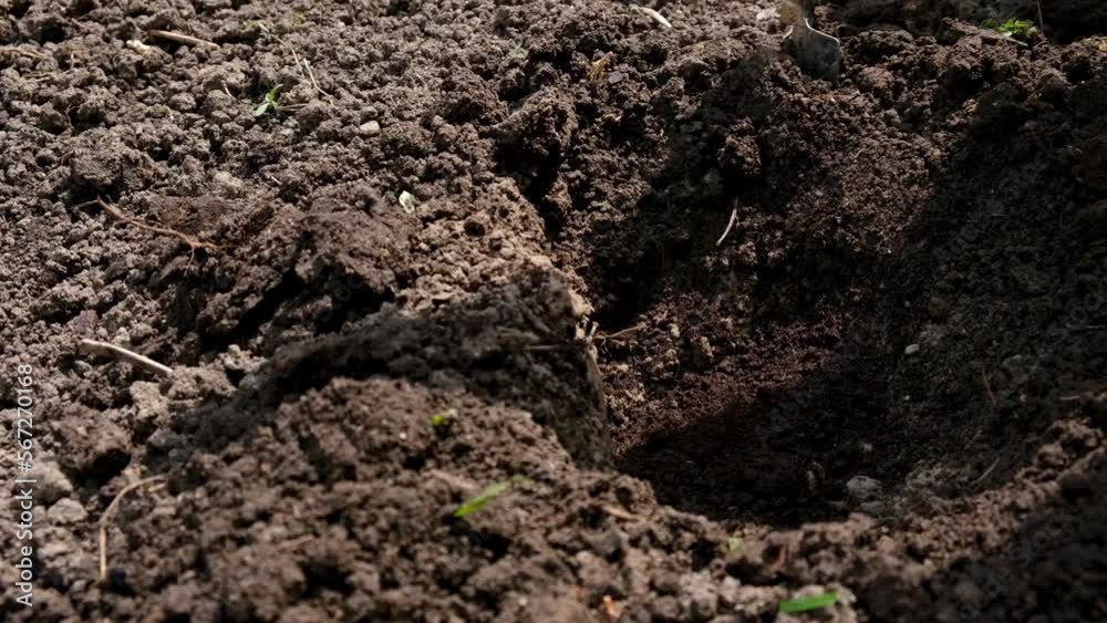 Human hands plant tomato sprouts. Planting tomato seedlings. Gardening. Farmer planting tomatoes seedling in organic garden.	