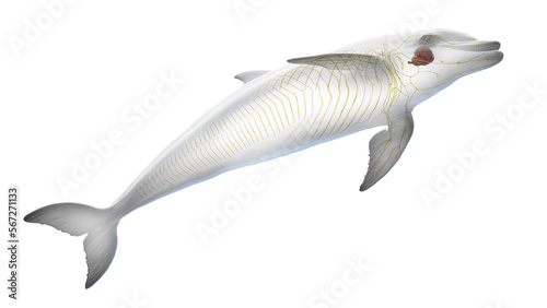 3D rendered illustration of a dolphin's nervous system