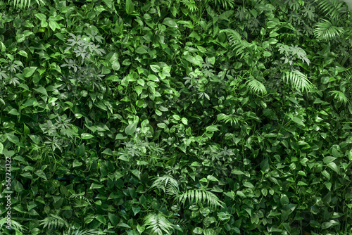 background of ivy