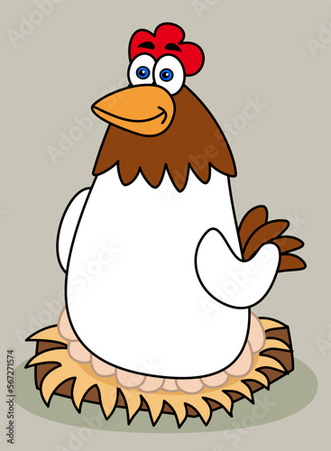 A white laying hen incubating eggs on a colored background