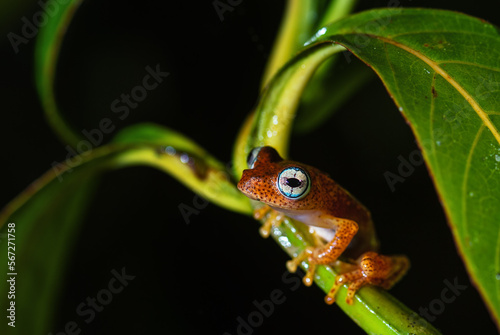 Madagascar frog - Boophis pyrrhus, small beautiful red frog from Madagascar forests and rivers, Andasibe, Madagascar. photo