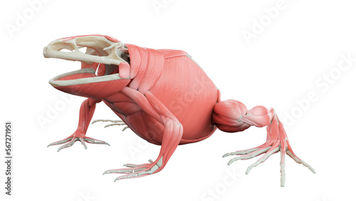3D rendered illustration of a frog's muscular system photo