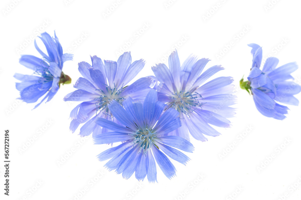 blue flowers on white background