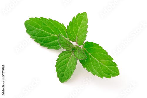 Mint leaves isolated on white background , top view , flat lay.