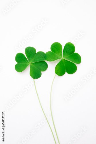 Clover leaf isolated on white background , top view , flat lay.