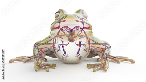 3D rendered illustration of a frog's cardiovascular system