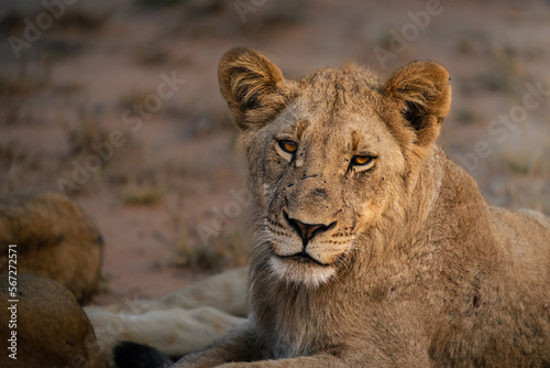 A young lion cub looking into the camera in golden morning light, Greater Kruger. 