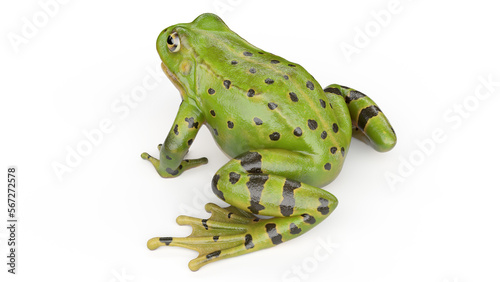 3D rendered illustration of a frog's skin photo