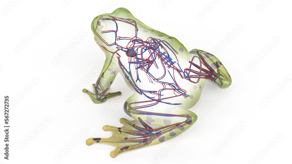 Frog Circulatory System