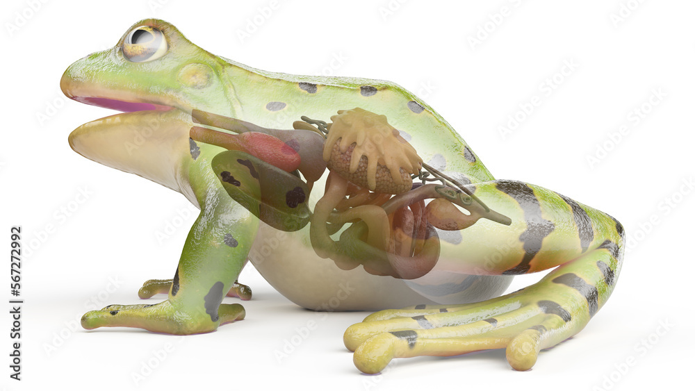 Fototapeta premium 3D rendered illustration of a frog's visceral organs