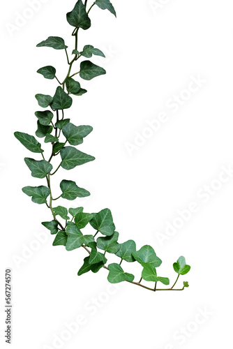 Green leaves ivy climbing vine plant, hanging branch of potted ivy indoor houseplant