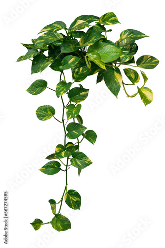 Fototapeta Heart shaped green variegated leave hanging vine plant bush of devil’s ivy or go