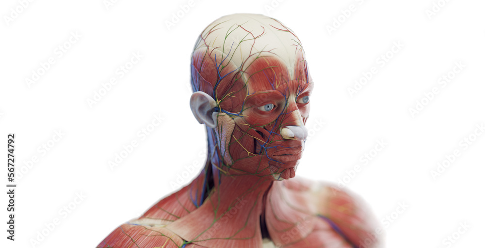 3d rendered medical illustration of a man's head muscles