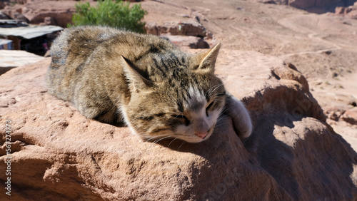 Cute tabby cat relaxed, resting on a rock, and basking in the sun in the ancient city of Petra, Jordan © Adam Constanza