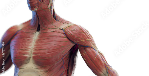 Valokuva 3d rendered medical illustration of a man's chest and arm muscles