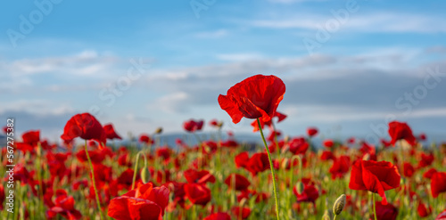 Schilderij op canvas Poppy field, Remembrance day, Memorial Anzac day banner