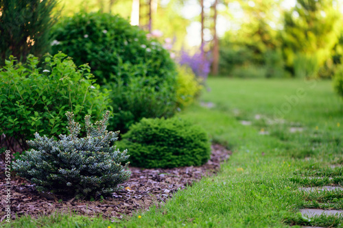 Dwarf conifers collection in garden. Picea abies 