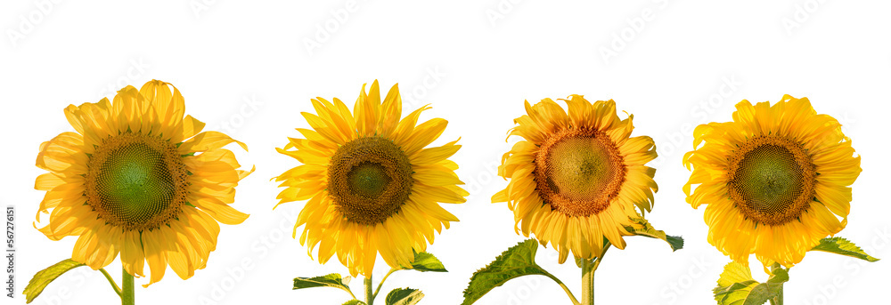 Set of Sunflowers with leaves isolated on transparent background PNG file Set of Sunflowers with leaves isolated on transparent background PNG file